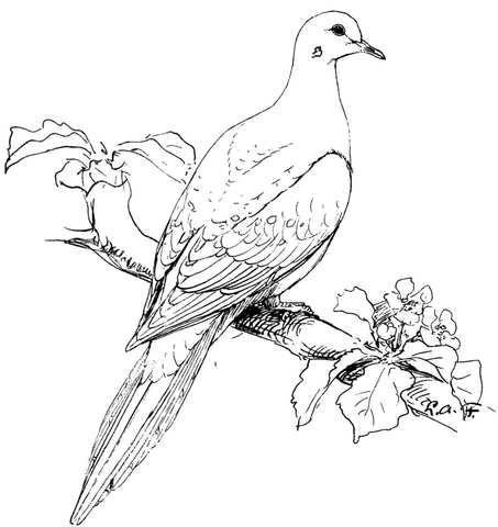 Perched Mourning Dove Coloring Page